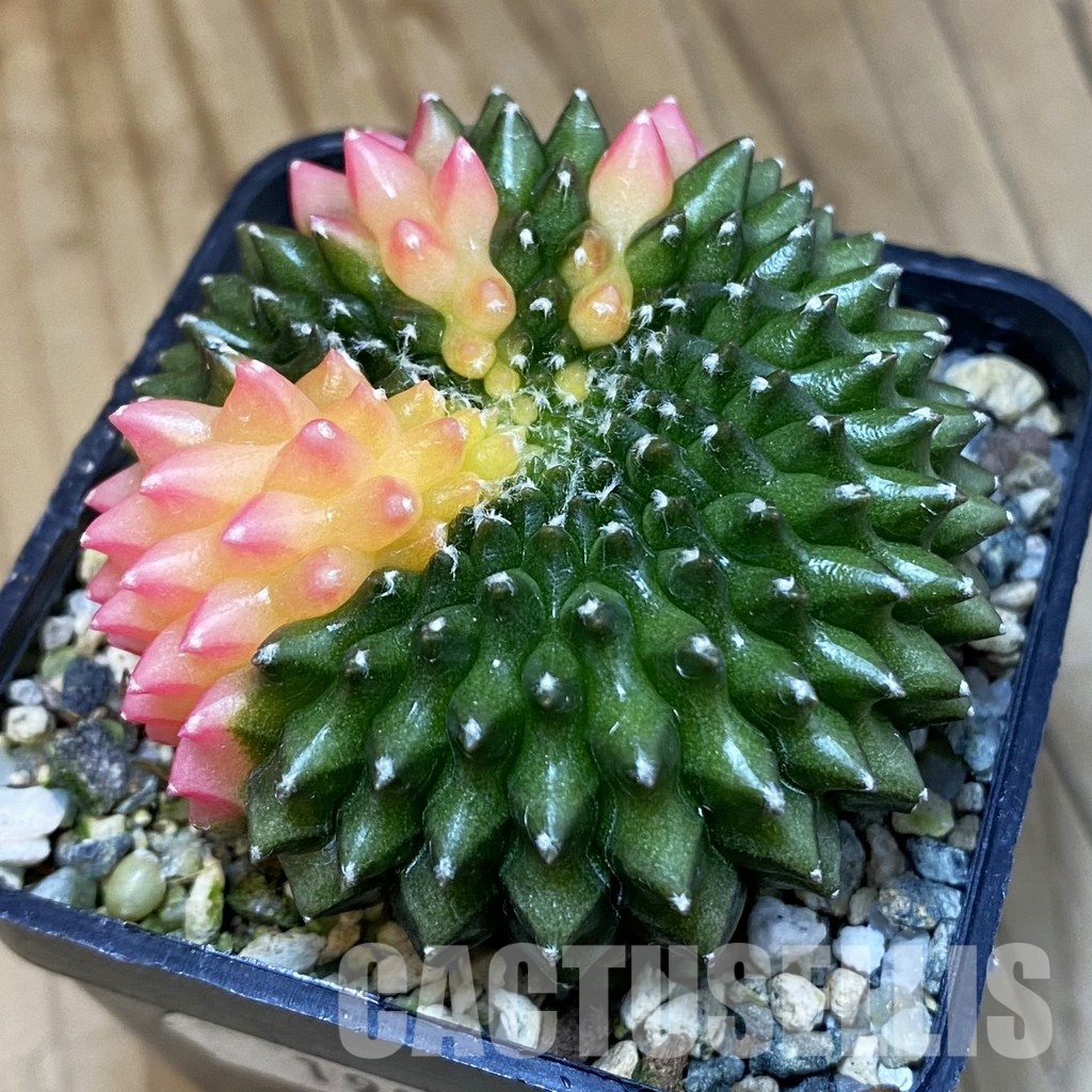 SH19827 Gymnocalycium mihanovichii ‘inermis’ f. variegata – Bild 2