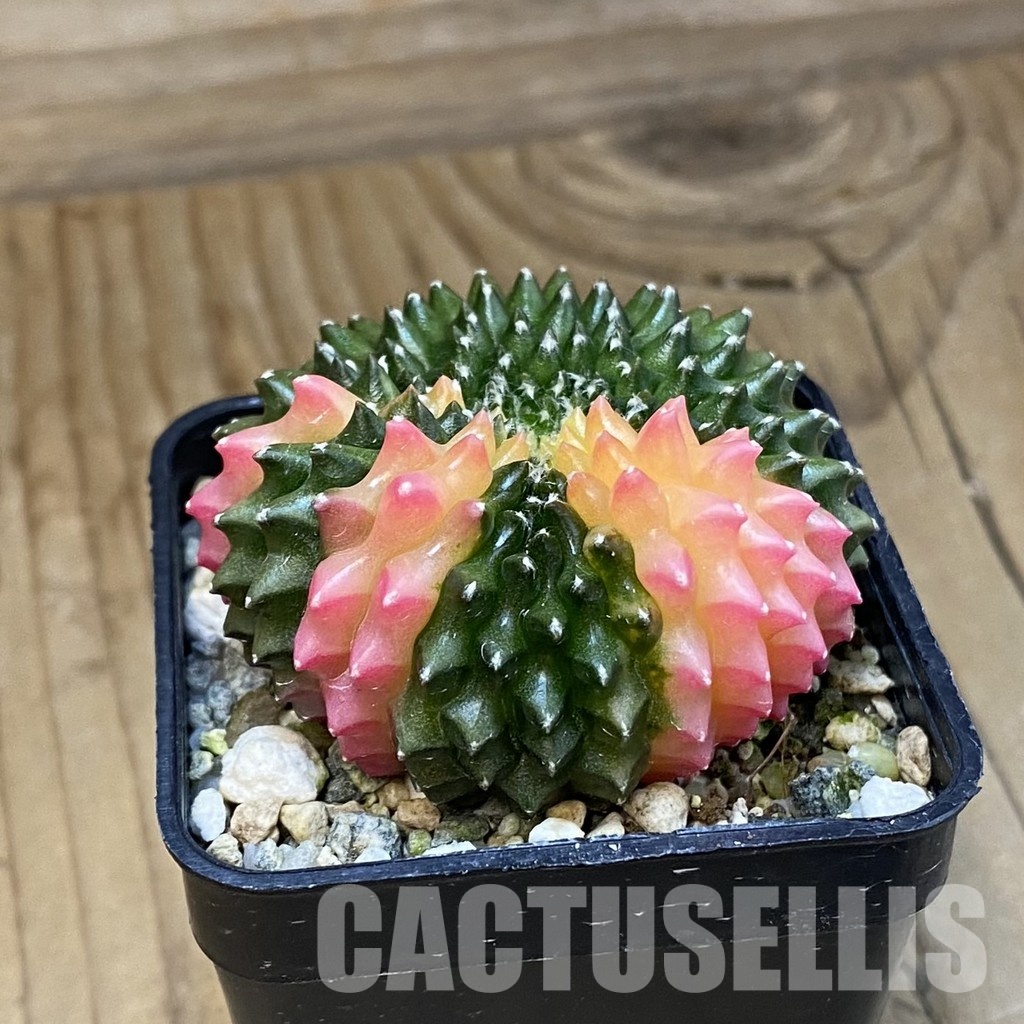 SH19827 Gymnocalycium mihanovichii ‘inermis’ f. variegata