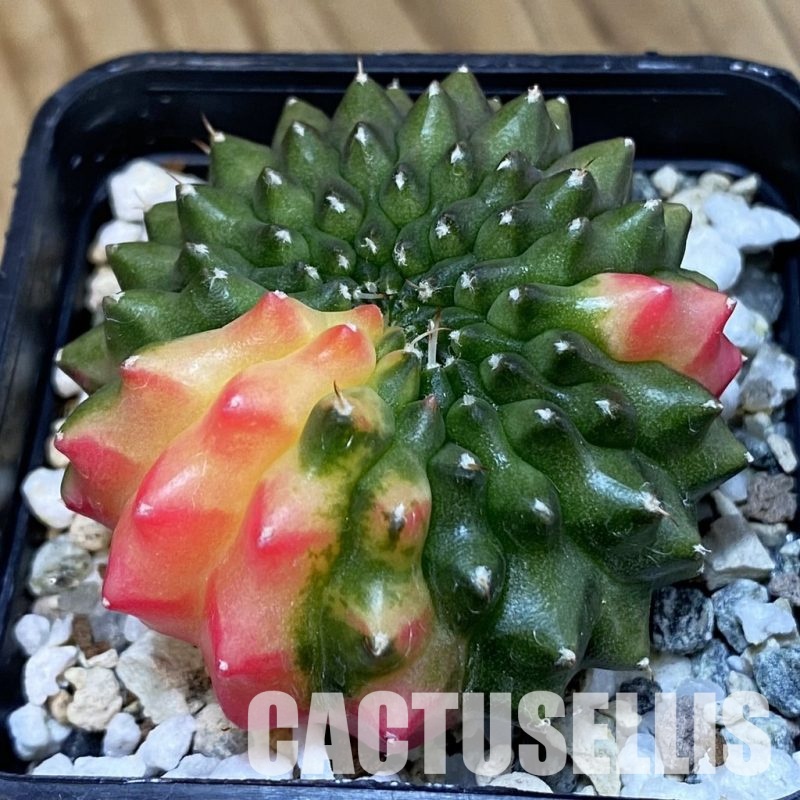 SH21040 Gymnocalycium mihanovichii ‘inermis’ f. variegata