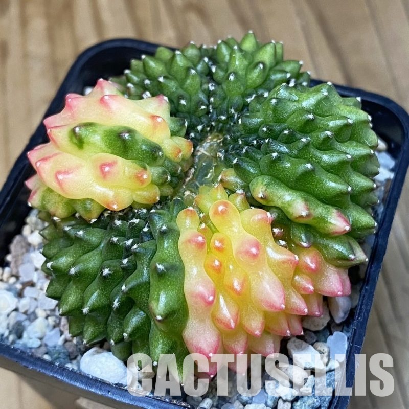 SH20837 Gymnocalycium mihanovichii ‘inermis’ f. variegata