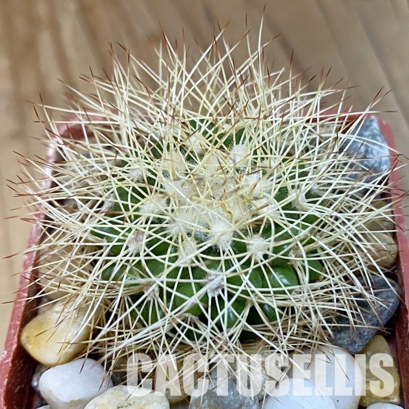 SH19150 Discocactus horstiorum MH 738, own roots