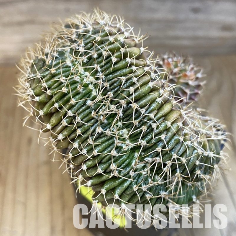SH3025 Gymnocalycium mihanovichii f. cristata