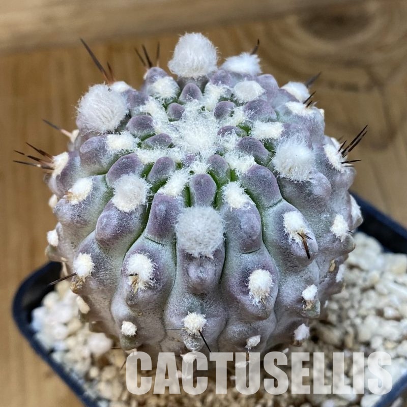 SH12632 Eriosyce heinrichiana