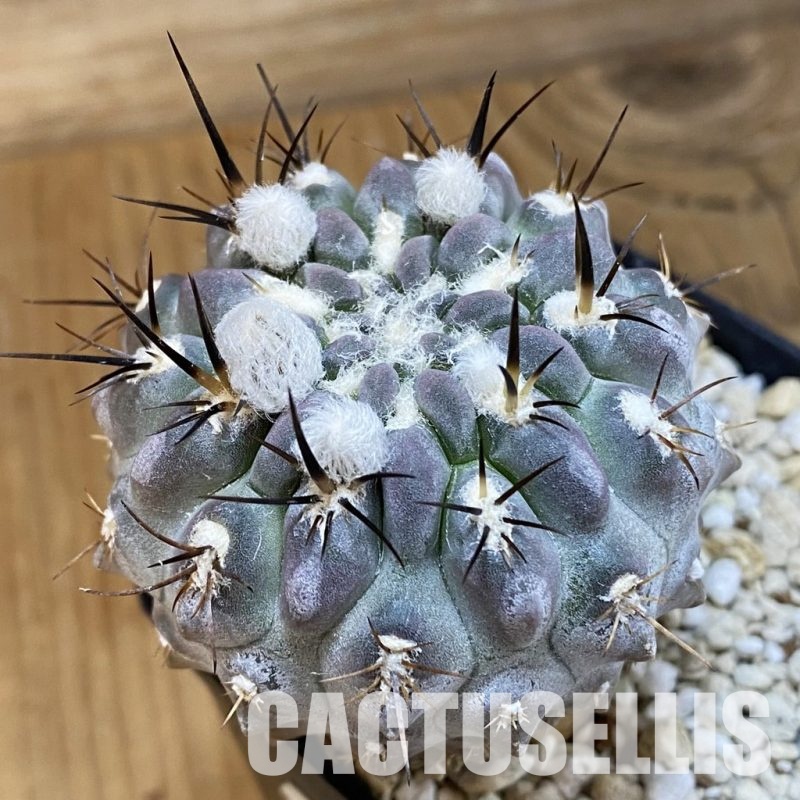 SH12633 Eriosyce heinrichiana