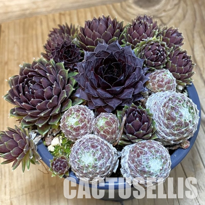 SH31772 Sempervivum mix (cold-resistant)