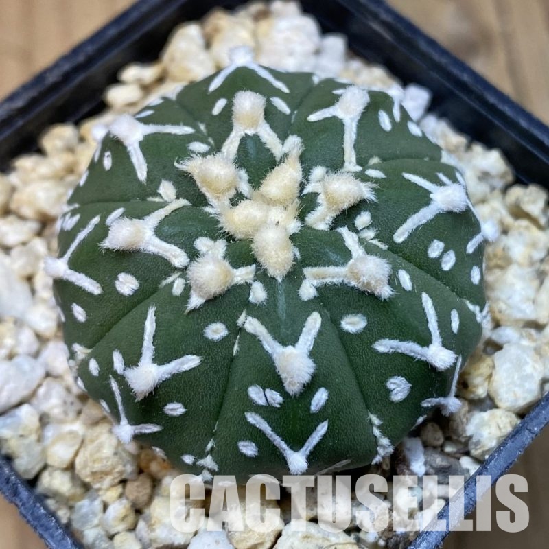 SH31762 Astrophytum asterias ‘Super Kabuto’ V-type f. nudum