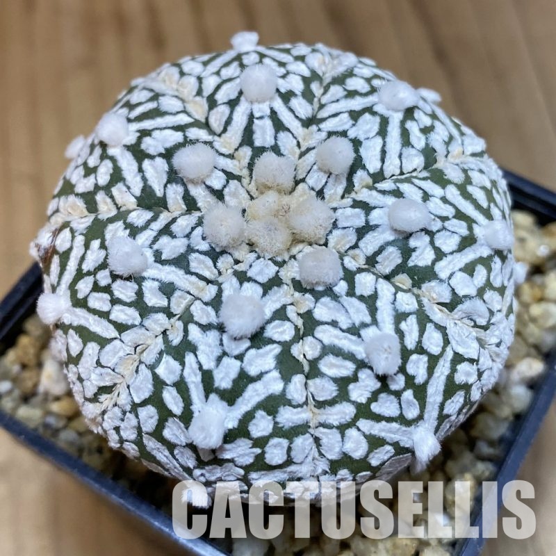 SH31768 Astrophytum asterias ‘Super Kabuto’ V-type