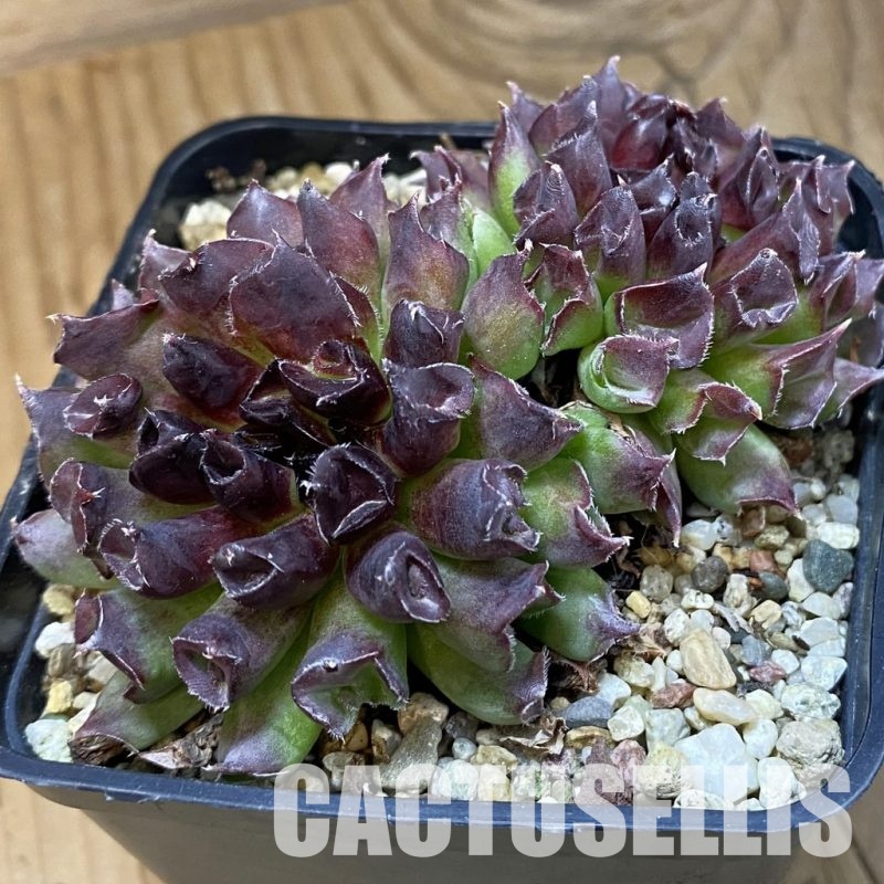 SH31773 Sempervivum tectorum ‘Oddity’ (cold-resistant)