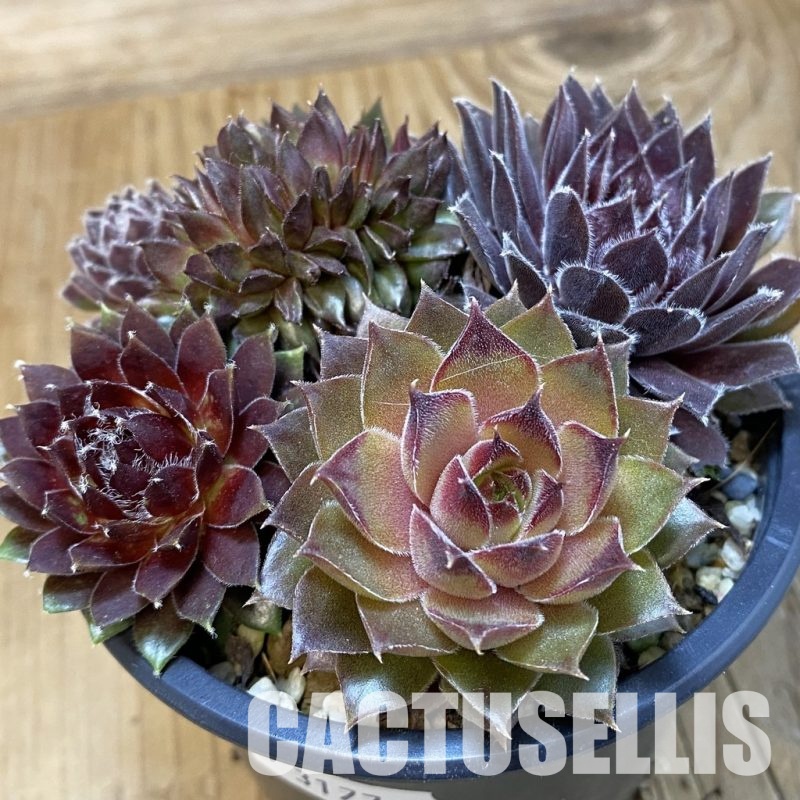 SH31774 Sempervivum mix (cold-resistant)