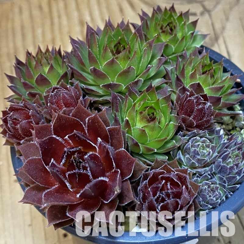 SH31775 Sempervivum mix (cold-resistant)