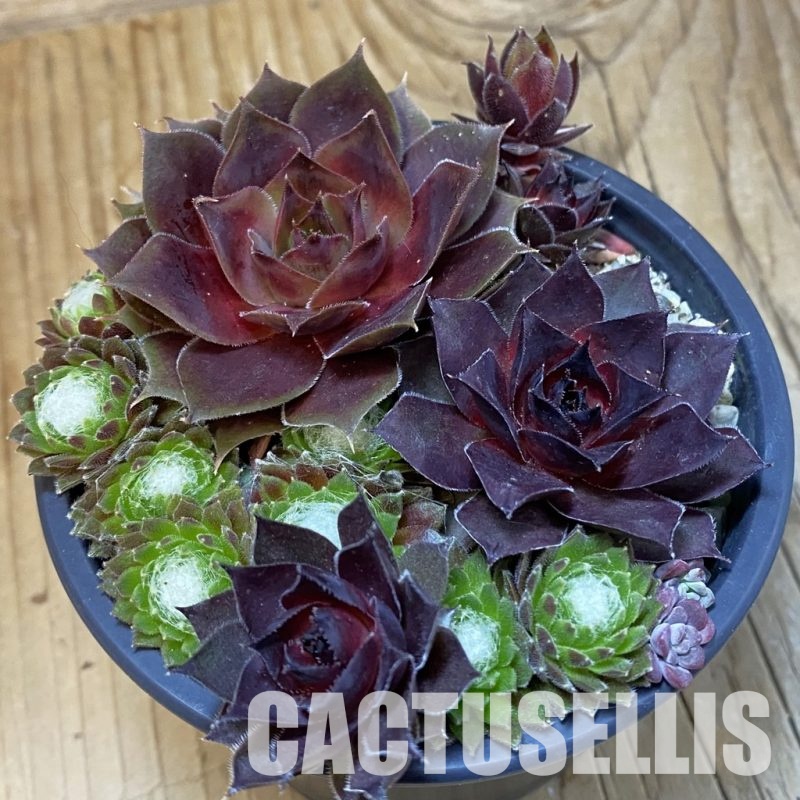 SH31776 Sempervivum mix (cold-resistant)