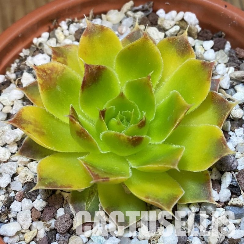 SH31777 Sempervivum hybrid (cold-resistant)