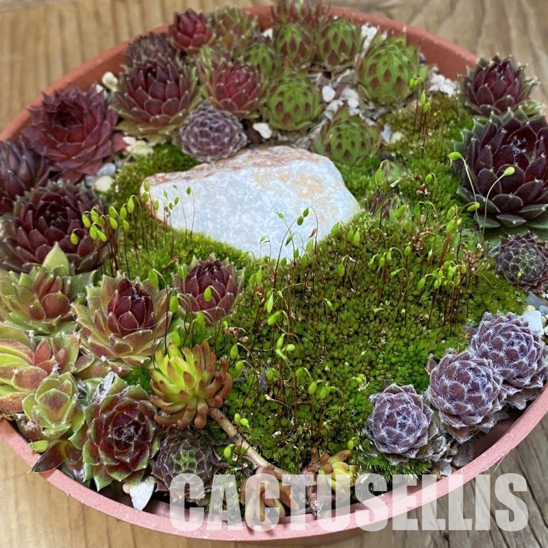 SH31778 Sempervivum mix (cold-resistant)