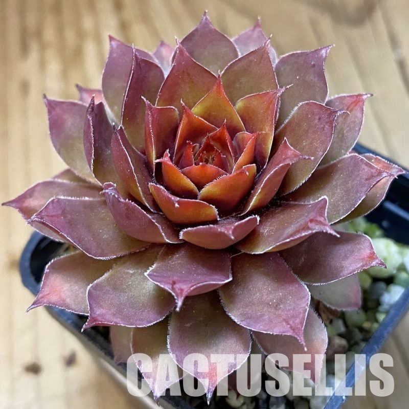 SH31779 Sempervivum chick charms 'Gold Nugget' (cold-resistant)