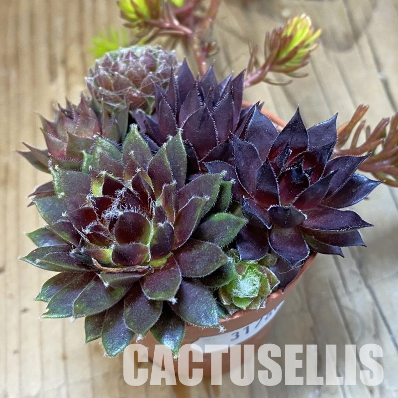 SH31780 Sempervivum mix (cold-resistant)