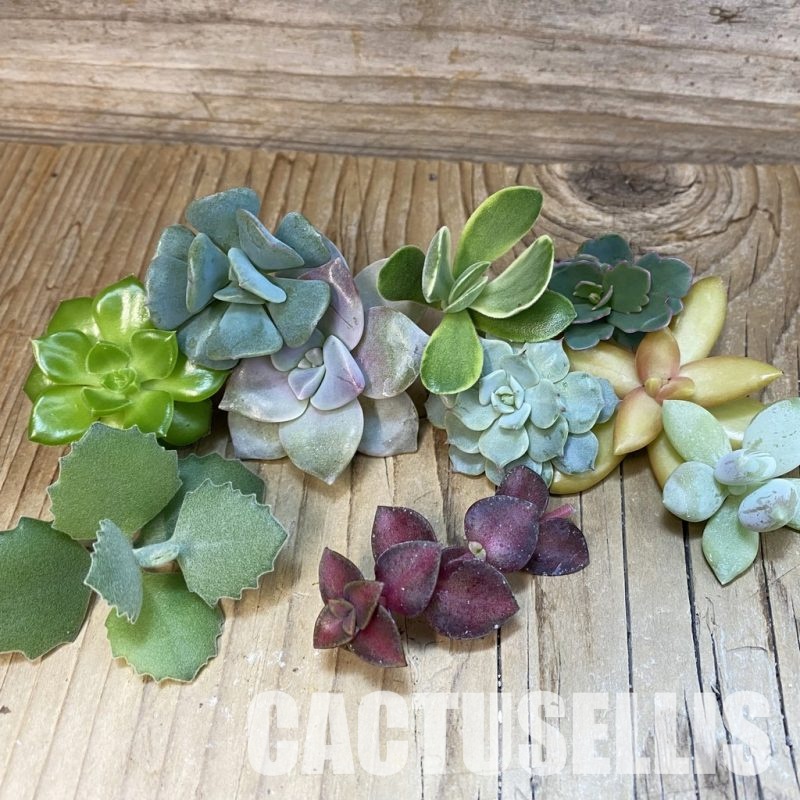 SH31781 Succulents mix, cuted