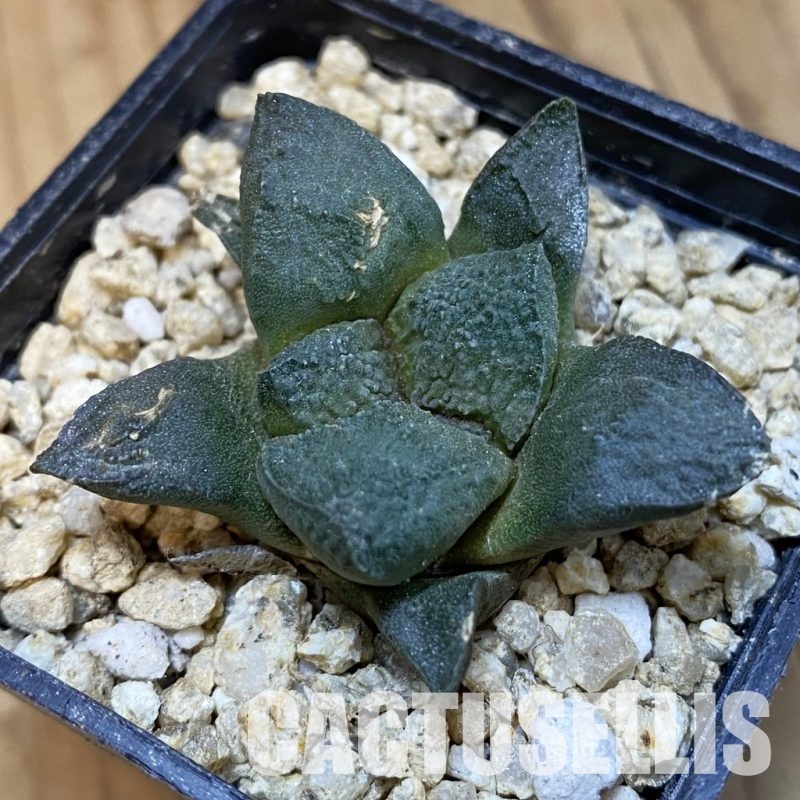 SH31769 Ariocarpus lloydii x Ariocarpus fissuratus ‘Godzilla’ , own roots seedling
