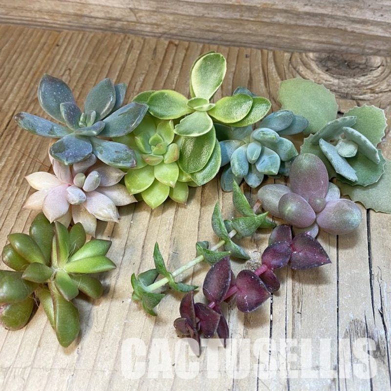 SH31782 Succulents mix, cuted