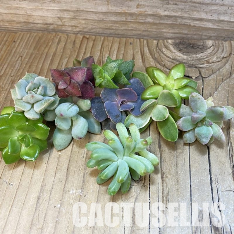 SH31783 Succulents mix, cuted
