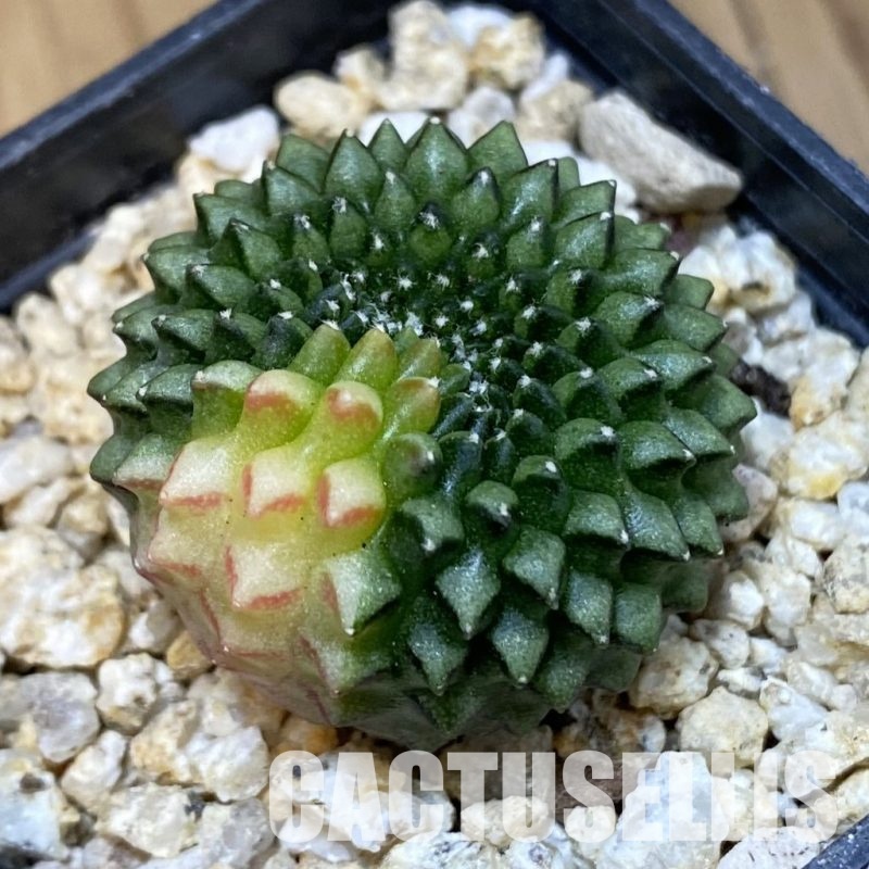 SH31771 Gymnocalycium mihanovichii ‘inermis’ f. variegata