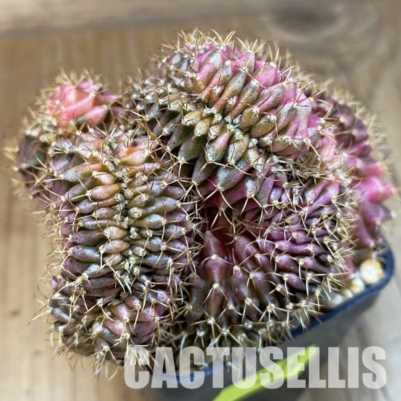 SH3222 Gymnocalycium mihanovichii variegata f. cristata