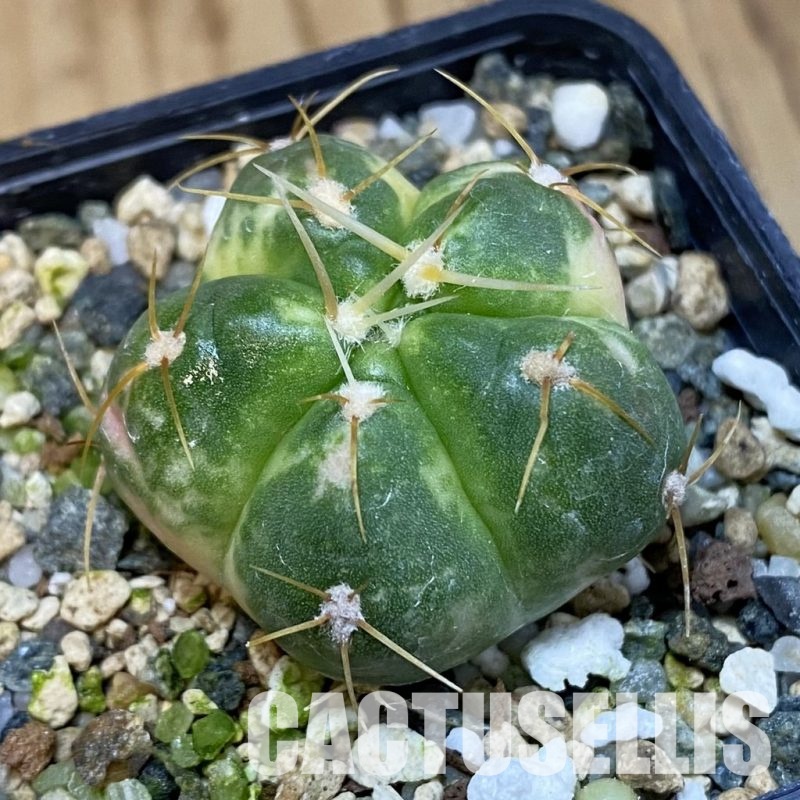 SH20192 Gymnocalycium horstii f. variegata