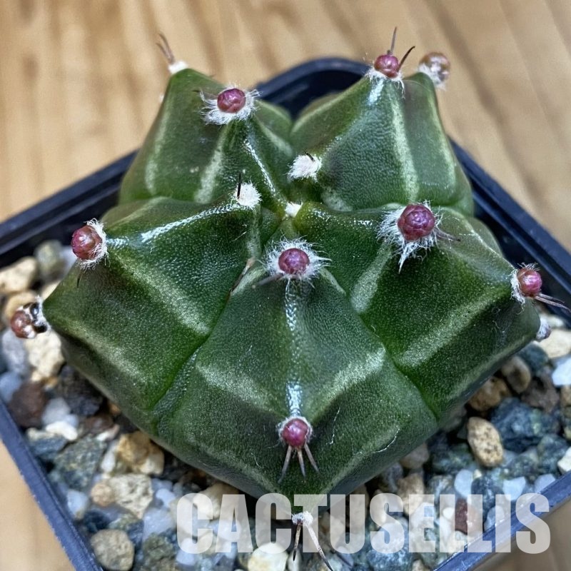 SH20177 Gymnocalycium mihanovichii ‘Kikko’ 5-ribs