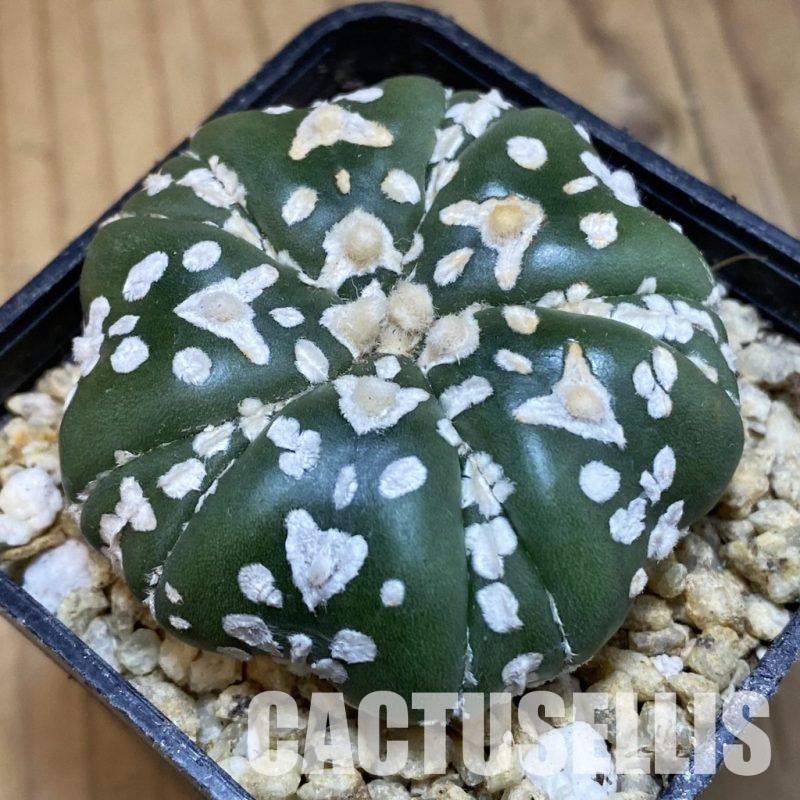 SH31763 Astrophytum asterias ‘Super Kabuto’'Star Shape' V-type f. nudum, 5-ribs