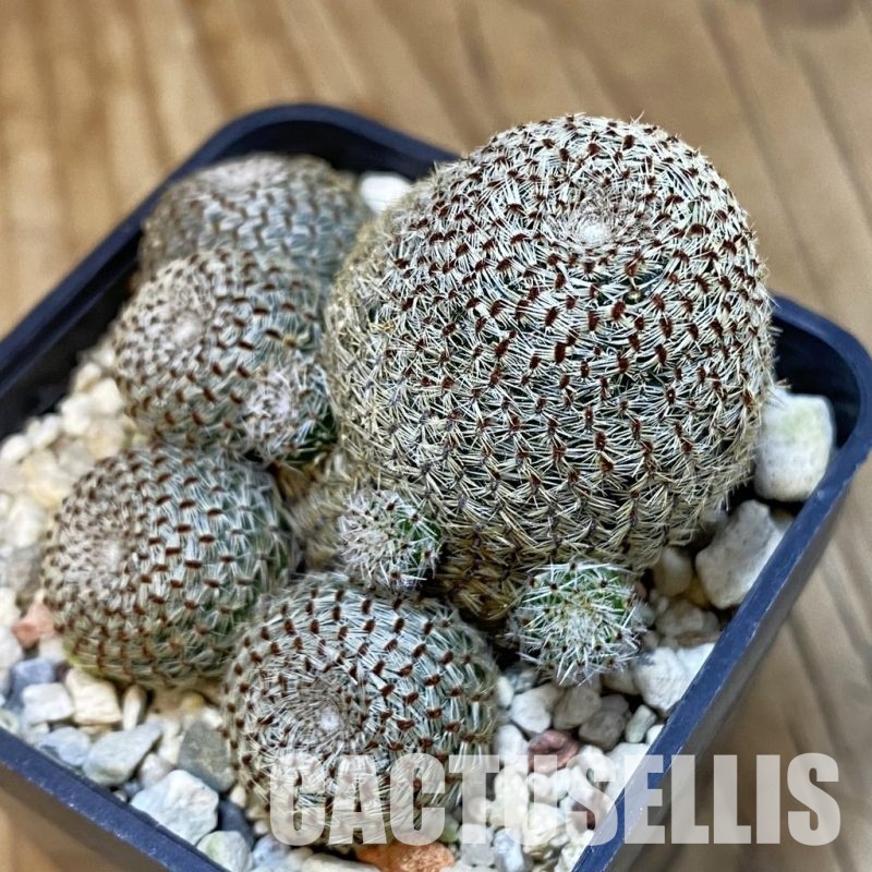 SH21420 Rebutia heliosa