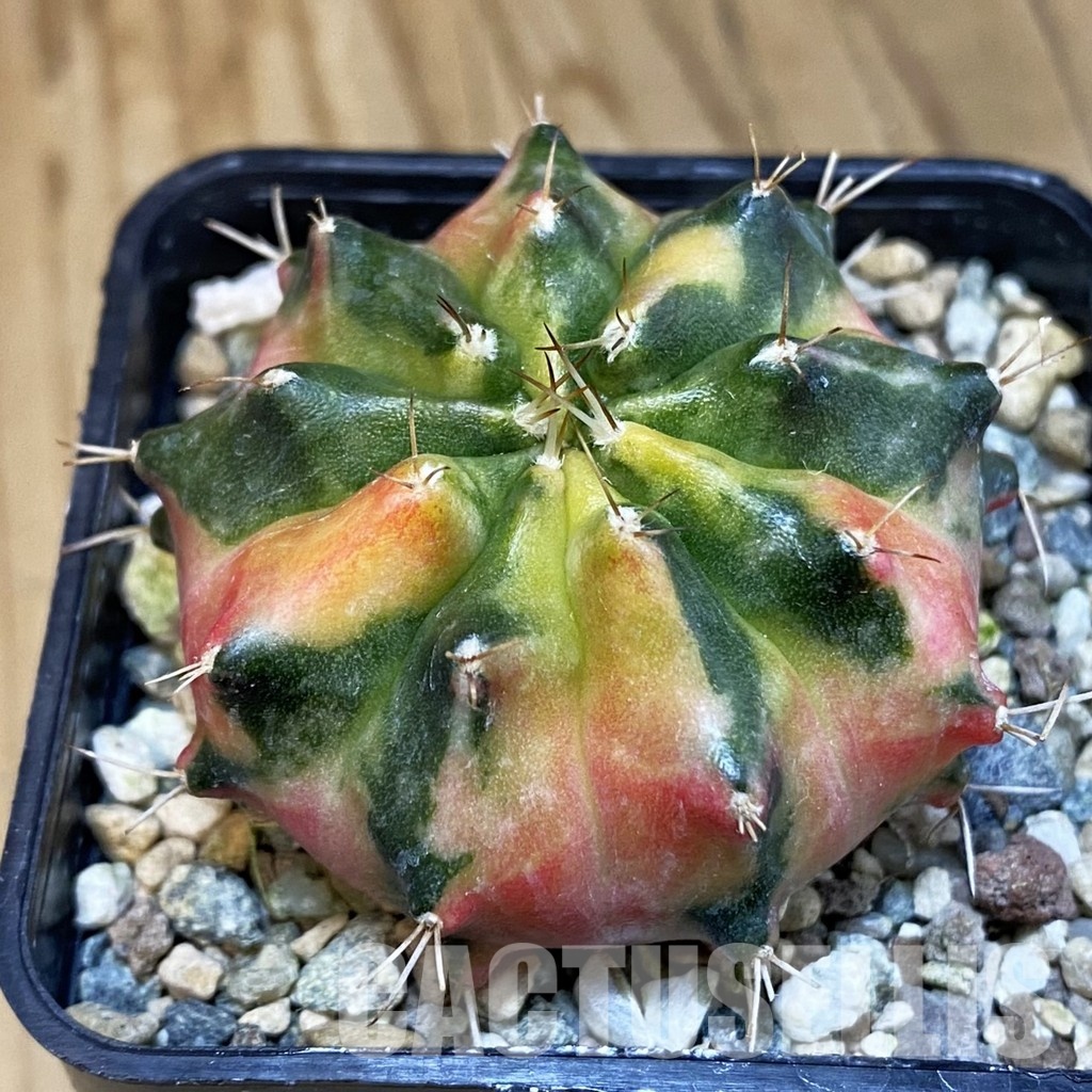 SH23976 Gymnocalycium mihanovichii 'Pearl Andaman'
