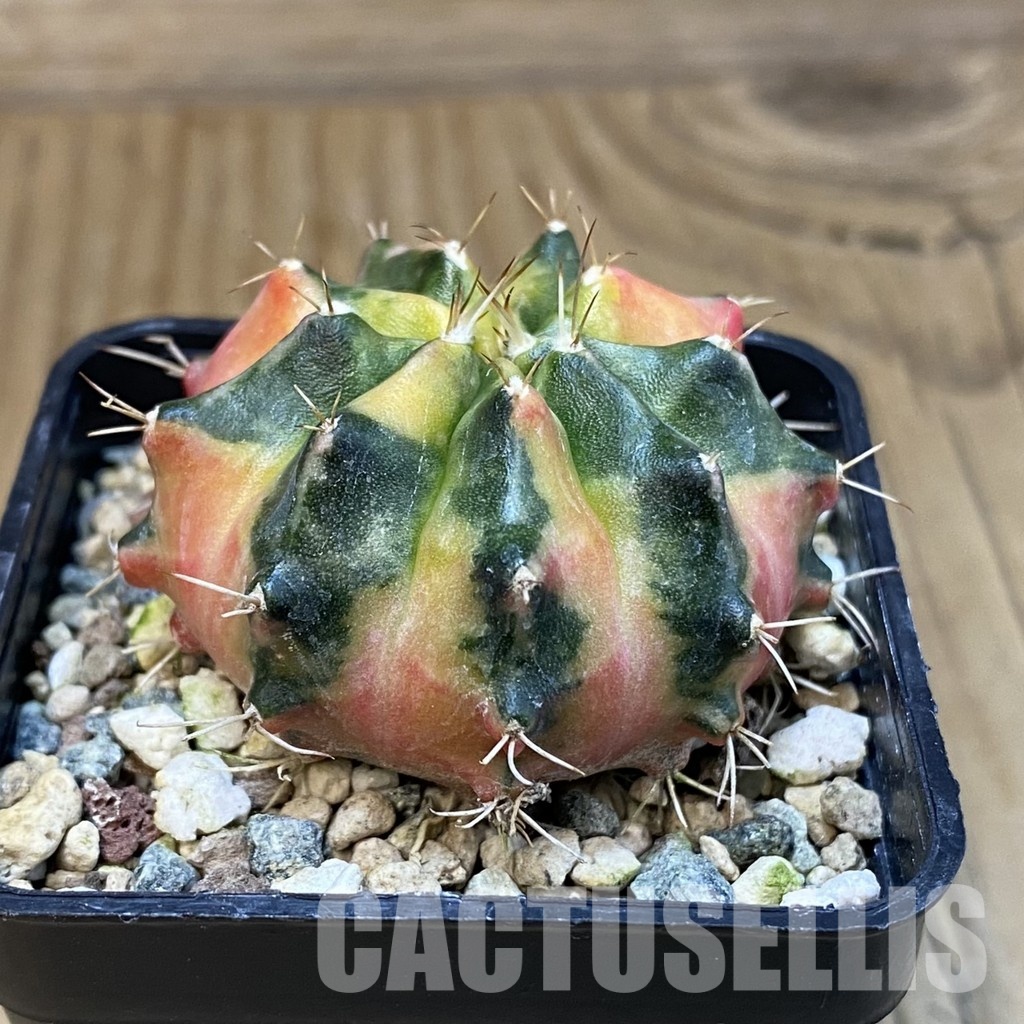 SH23976 Gymnocalycium mihanovichii 'Pearl Andaman' - Image 2