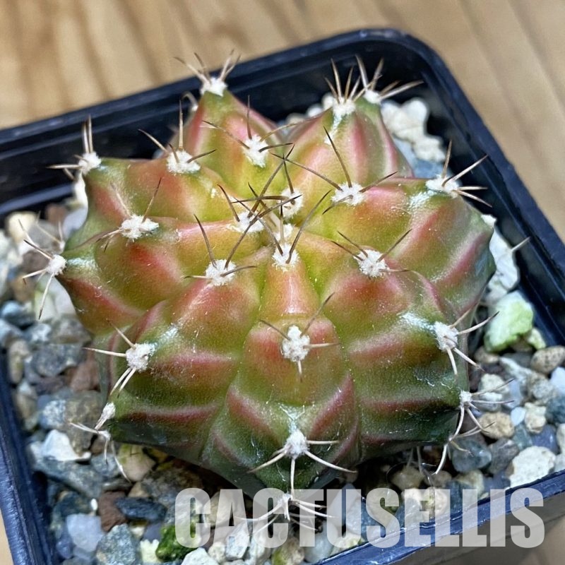 SH22289 Gymnocalycium mihanovichii ‘Neon’ hybrid