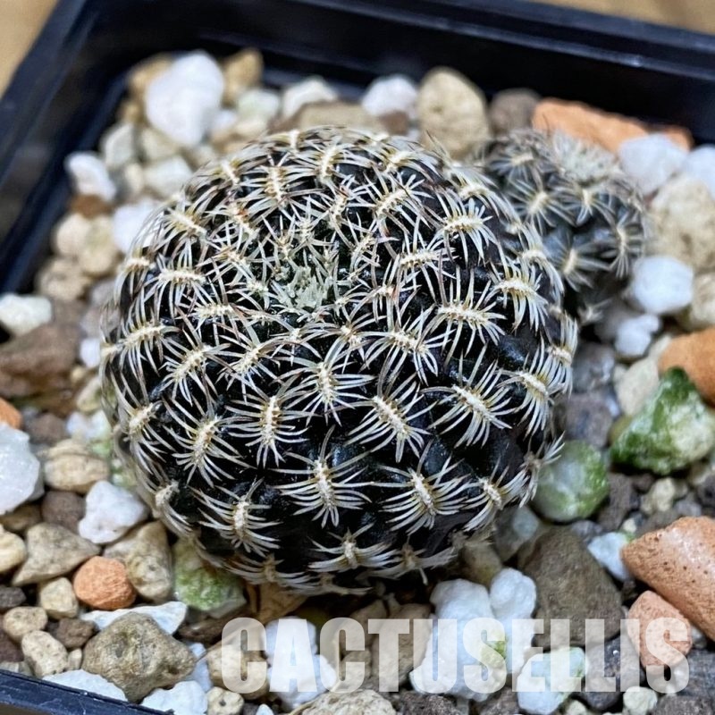 SH22076 Sulcorebutia augustinii LH 1721