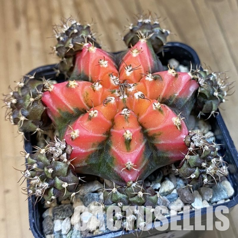 SH24376 Gymnocalycium mihanovichii ‘French Fuchsia’