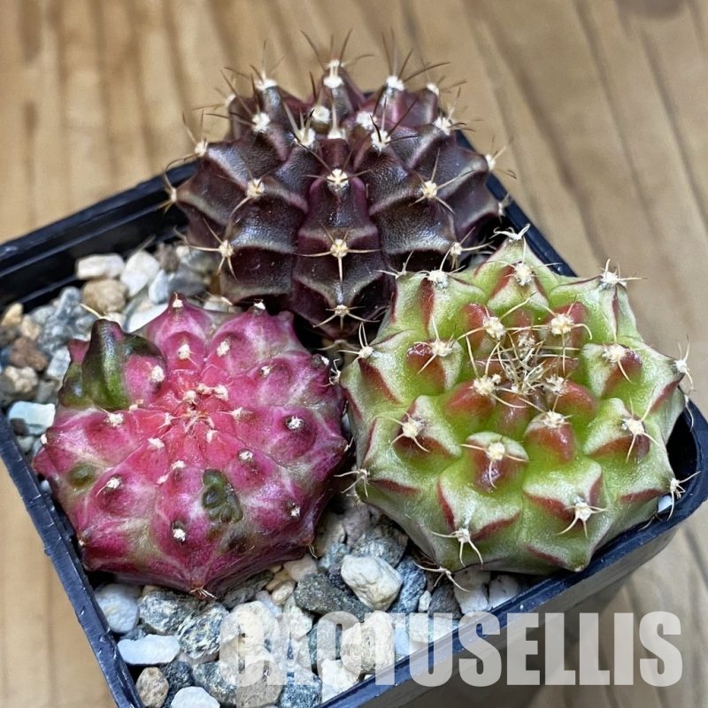 SH23781 Gymnocalycium mihanovichii 'Neon' hybrid, seedling mix