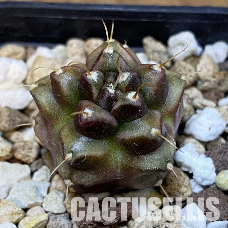 SH22507 Gymnocalycium mihanovichii ‘Transformer’