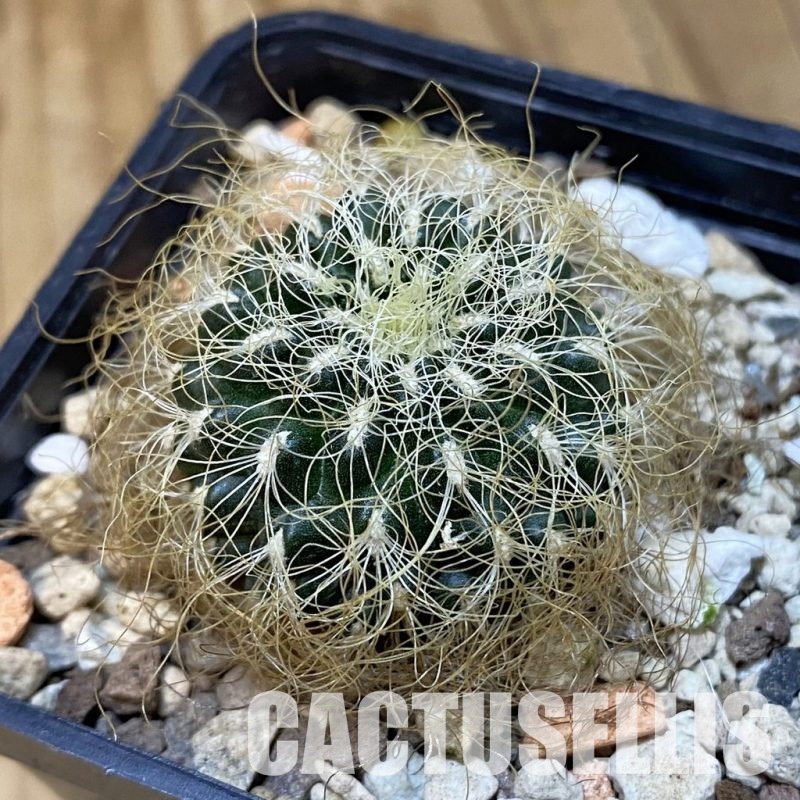 SH20306 Sulcorebutia patriciae