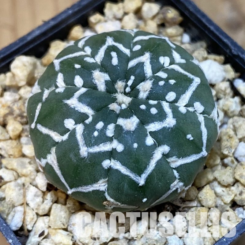 SH31764 Astrophytum asterias ‘Super Kabuto’ V-type f. nudum