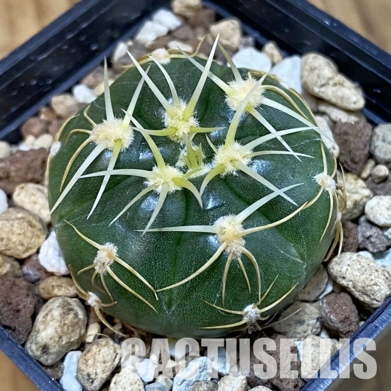 SH27043 Gymnocalycium uruguayense v. roseiflorum VG458