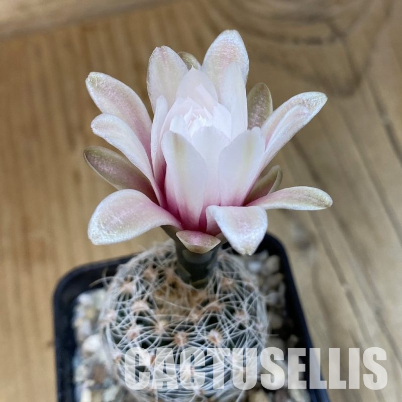 SH24982 Gymnocalycium papschii LF 97