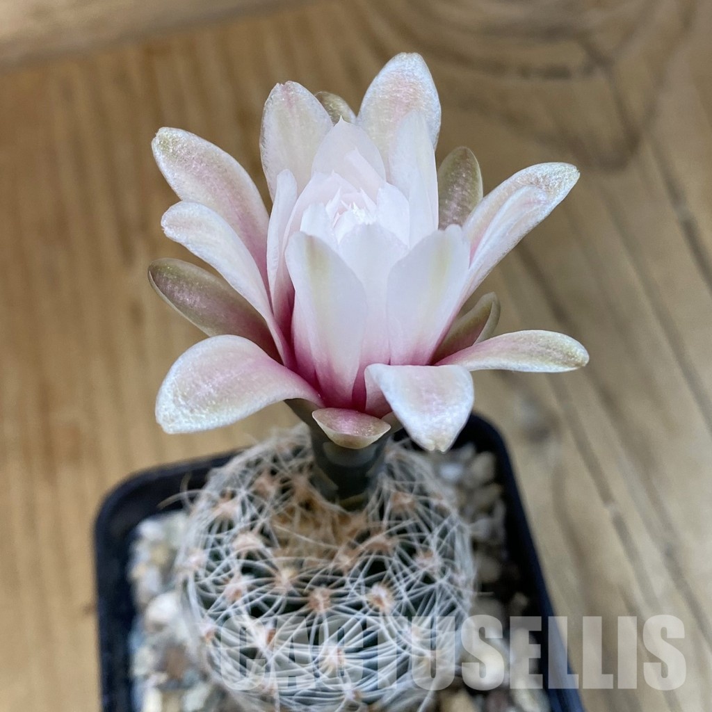 SH24982 Gymnocalycium papschii LF 97