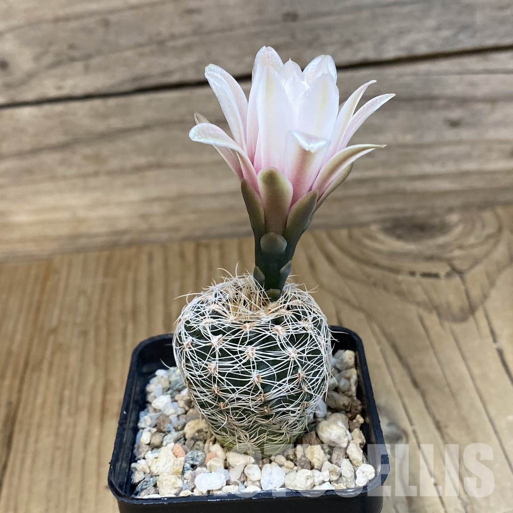 SH24982 Gymnocalycium papschii LF 97 - 画像 (2)