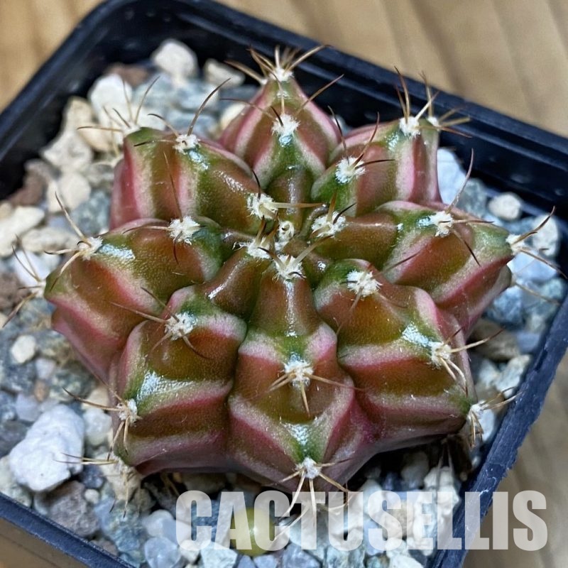 SH24435 Gymnocalycium mihanovichii ‘Neon’ hybrid