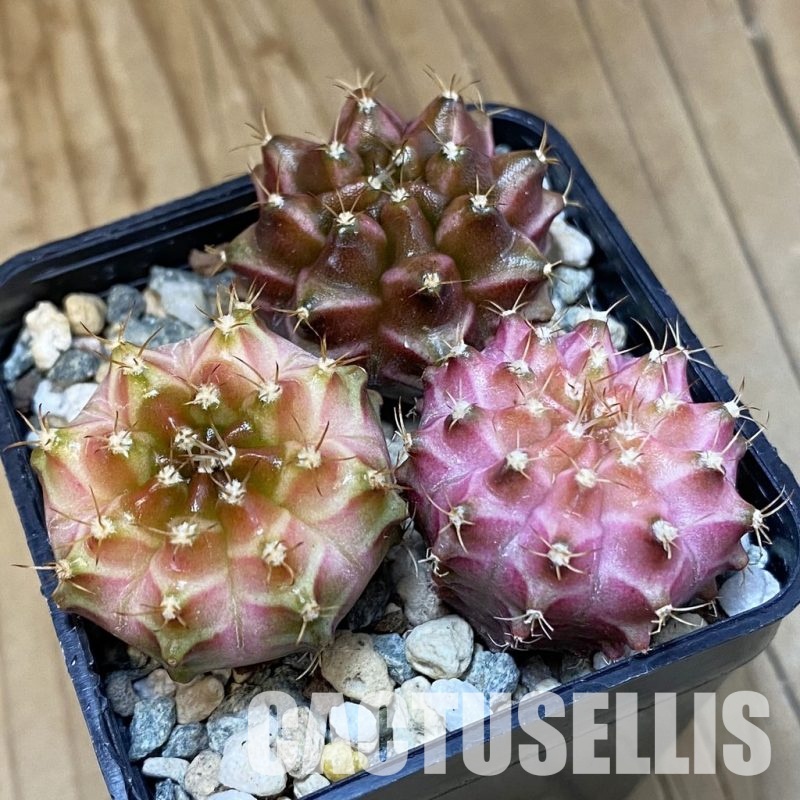 SH24434 Gymnocalycium mihanovichii ‘Neon’ hybrid, seedling mix