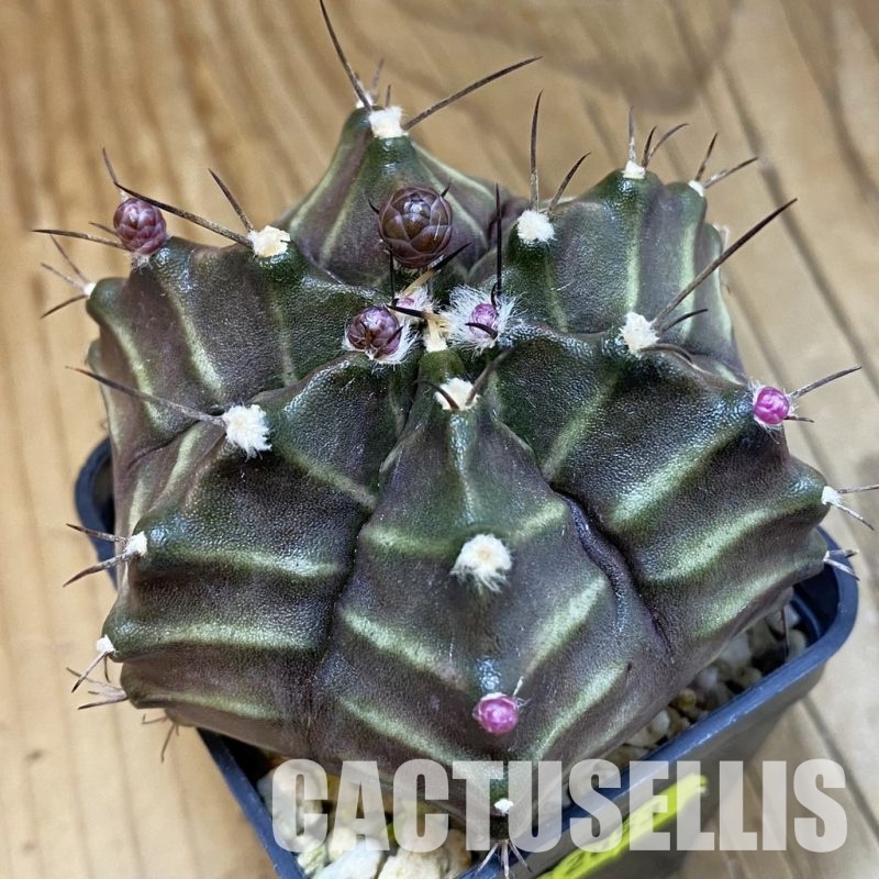 SH2653 Gymnocalycium mihanovichii 6-ribs, seedling