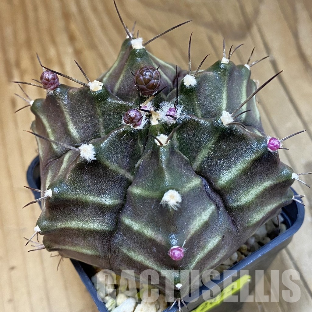 SH2653 Gymnocalycium mihanovichii 6-ribs, seedling