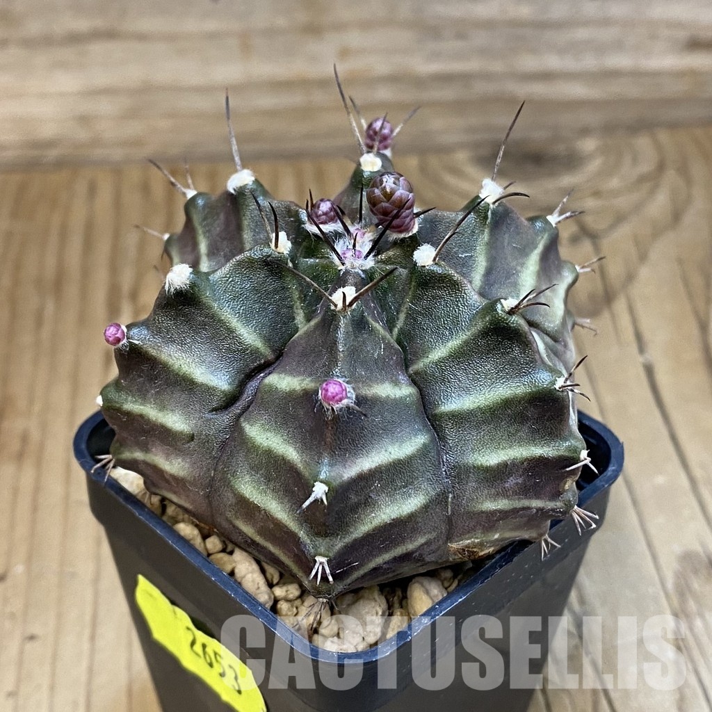 SH2653 Gymnocalycium mihanovichii 6-ribs, seedling - 画像 (2)