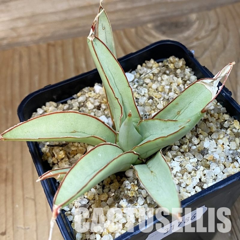 SH31786 Sansevieria ‘Bai Bid’