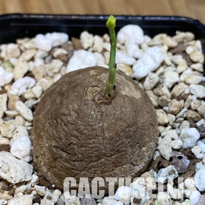 SH31814 Stephania erecta