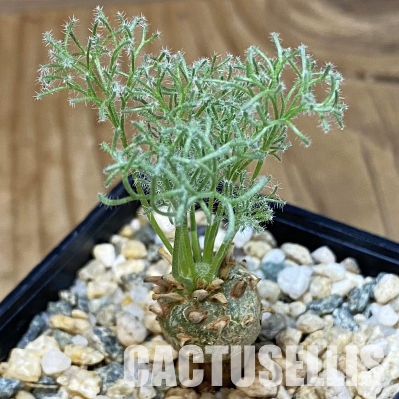 SH31815 Sarcocaulon peniculinum